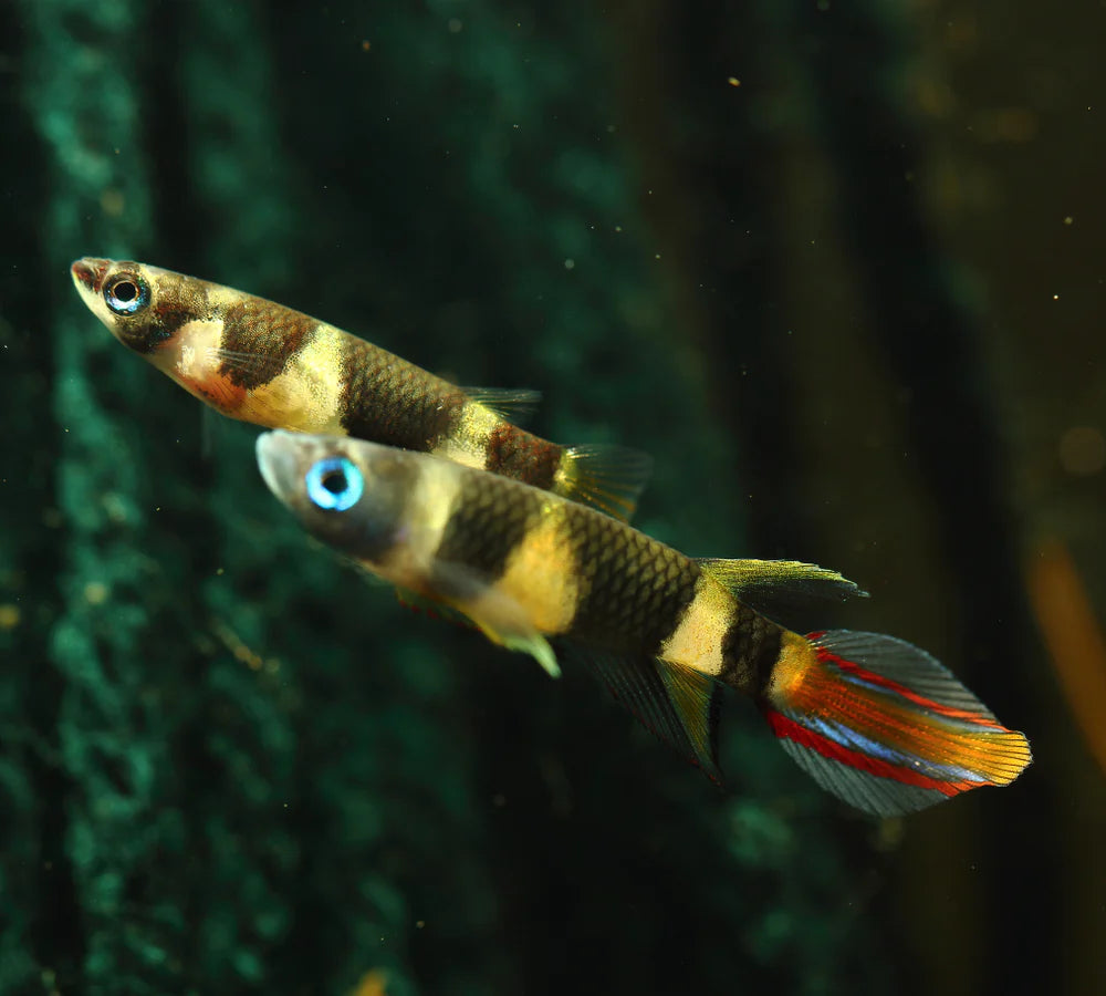 Killifish - Clown Panchax (Epiplatys annulatus)