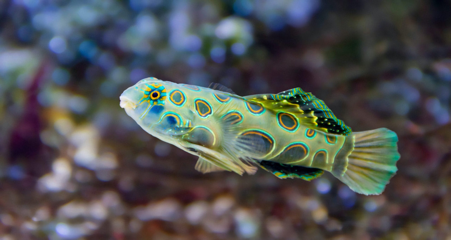 Dragonet - Spotted Mandarin (Synchiropus picturatus)