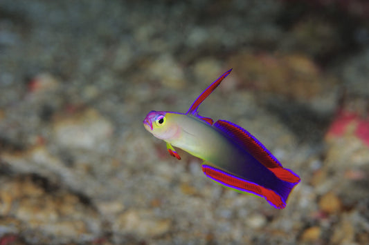 Goby Purple Decora Dartfish (Nemateleotris decora) "Rare"