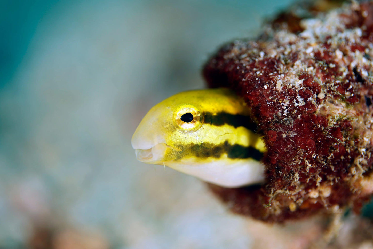 Blenny - Striped/Zebra Fang (Meiacanthus grammistes)