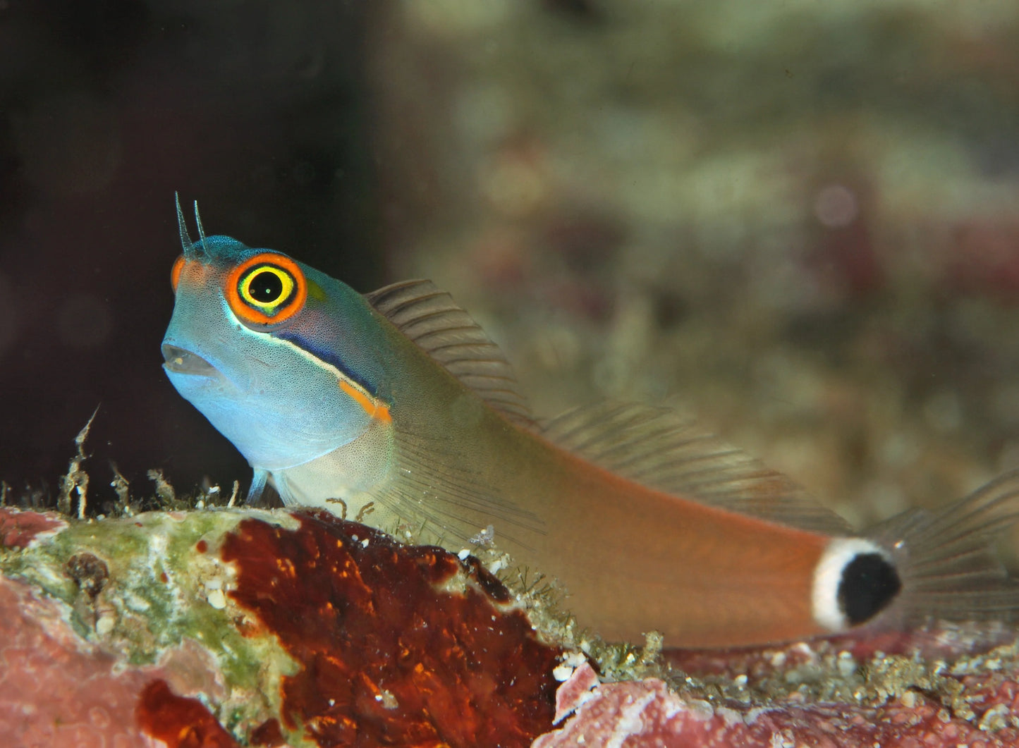 Blenny - Tailspot (Ecsenius melarchus) "Rare"