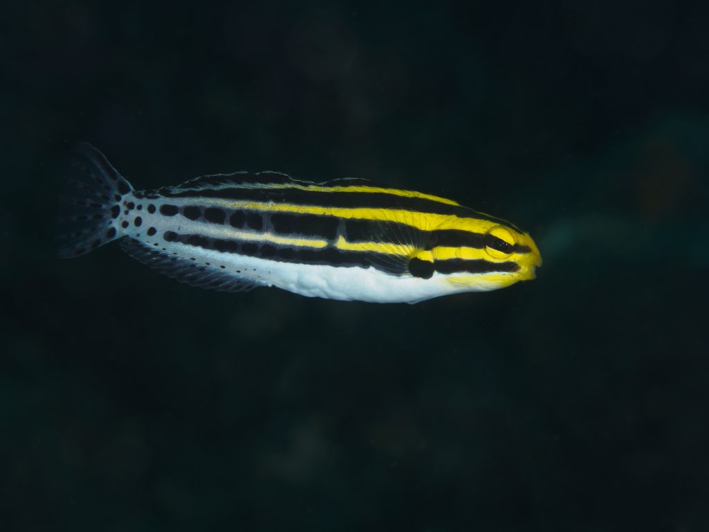 Blenny - Striped/Zebra Fang (Meiacanthus grammistes)