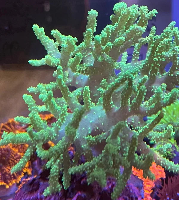 Finger Leather Corals (Sinularia/Cladiella Sp.)