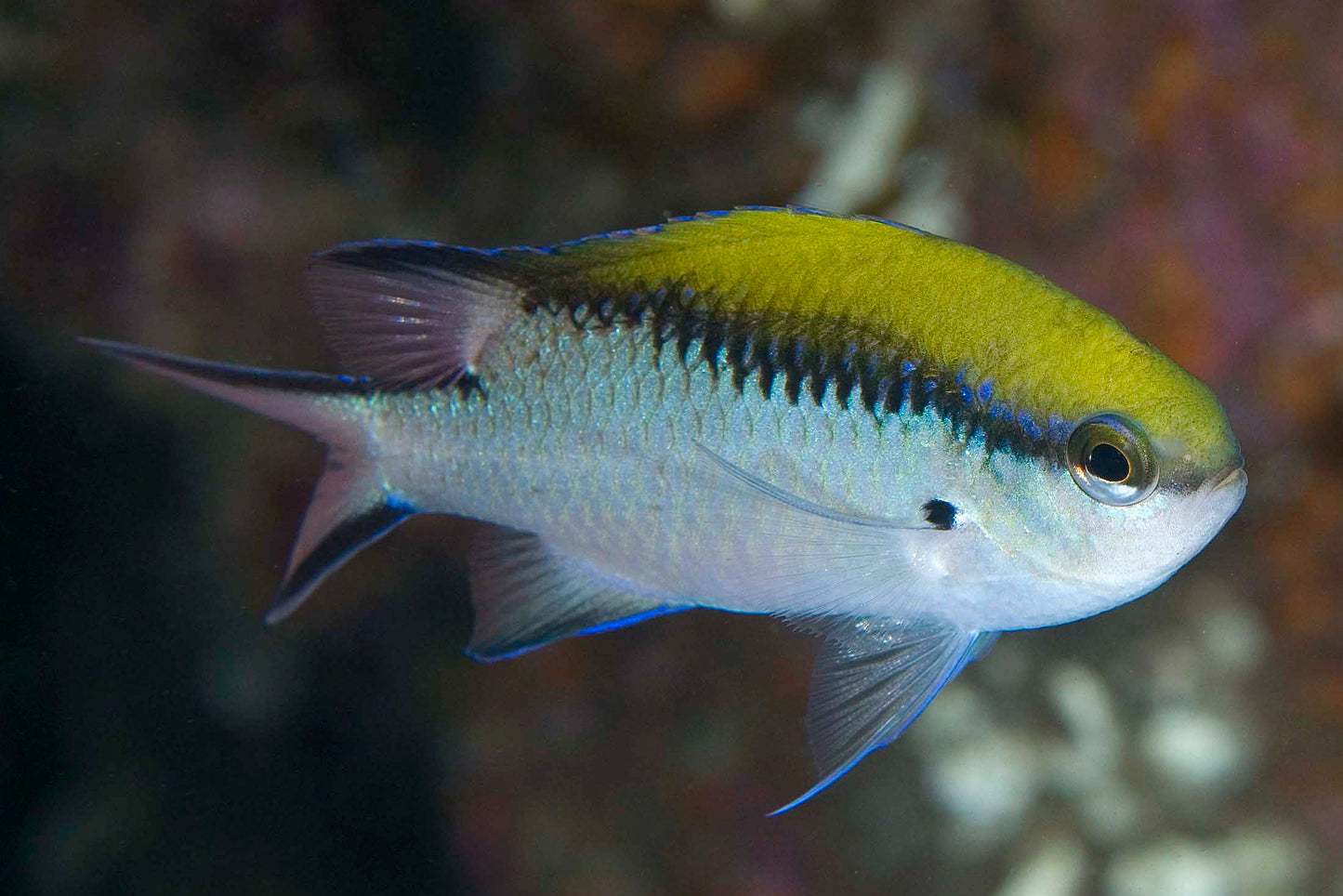 Chromis - Barrier Reef (Chromis nitida)