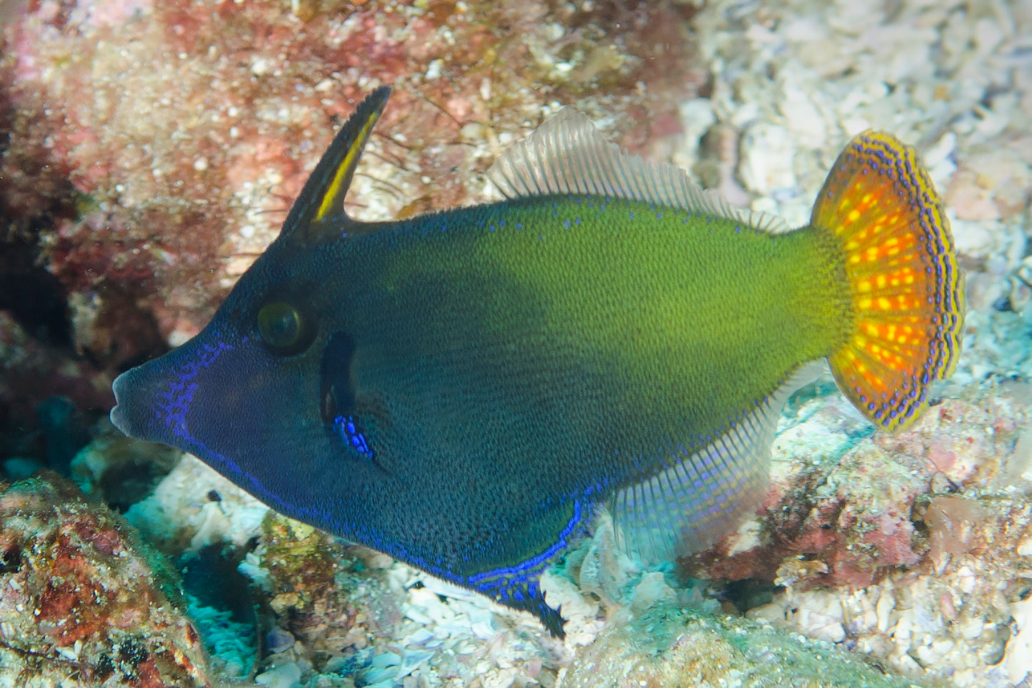 Filefish - Orangetail LeatherJacket (Pervagor janthinisoma)