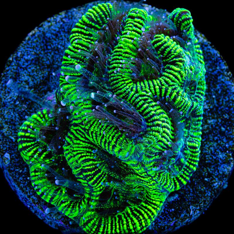 Stinging Corals (Leptastrea/Hydnophora/Platygyra/Galaxia/Bernardopora Sp.)