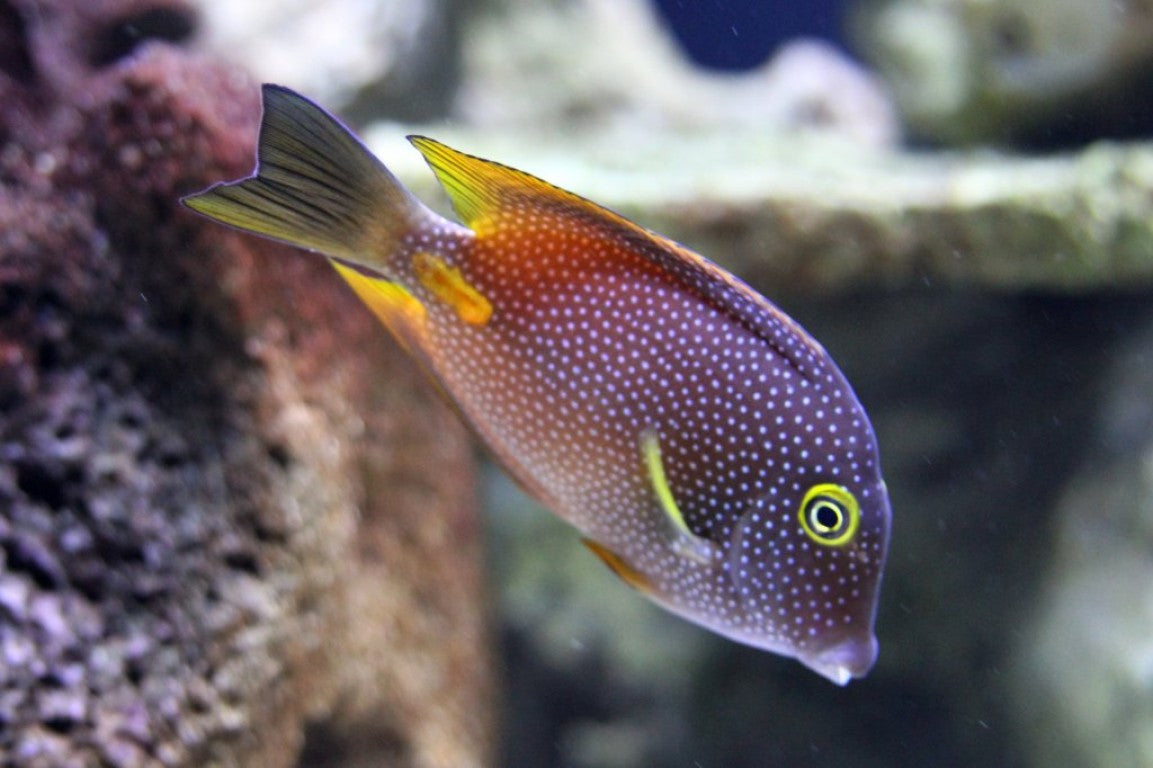 Tang Bristletooth Squaretail "Rare"