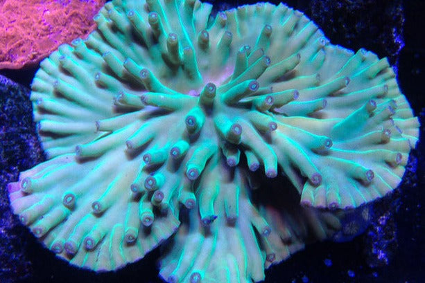 Pagoda Cup Corals (Turbinaria sp.)