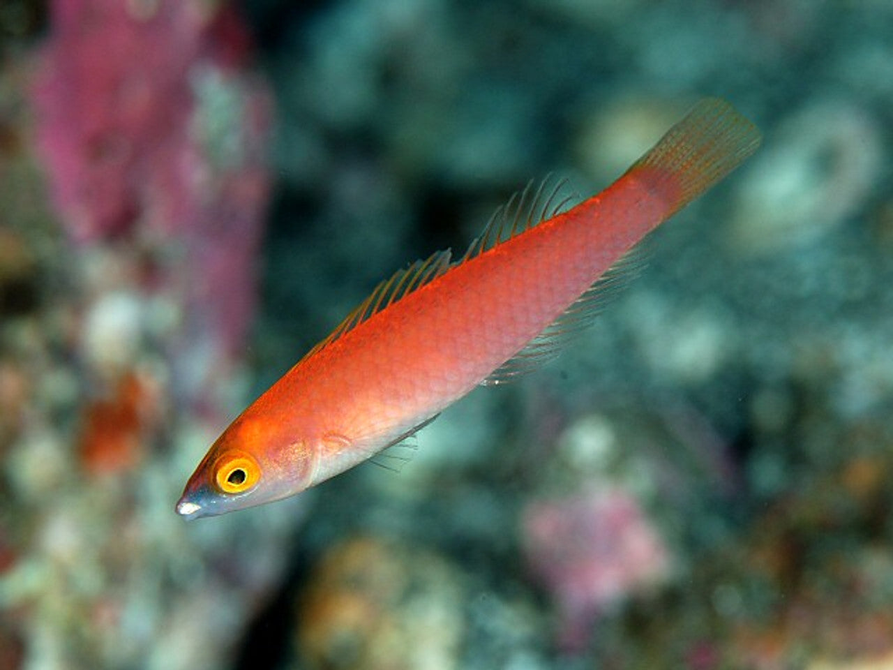 Wrasse - Multicolour (Pseudojuloides severnsi) PAIR "Rare"