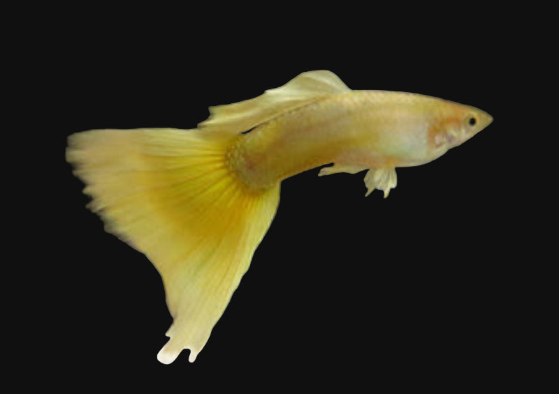 Guppy Moscow Male