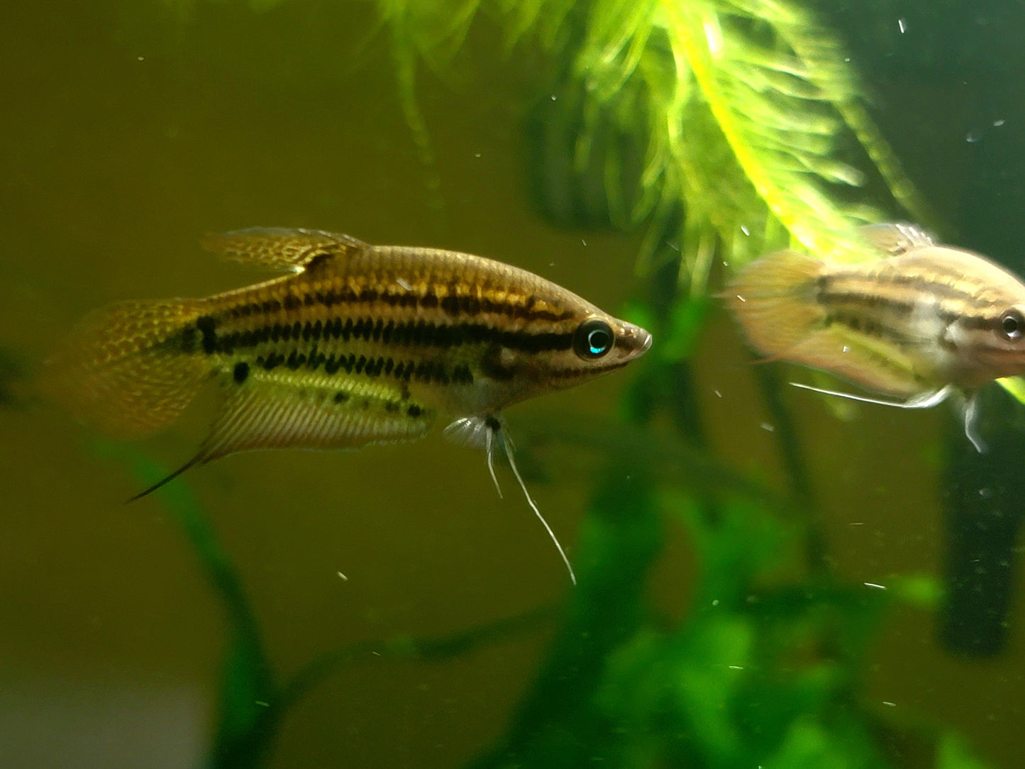 Gourami Croaking