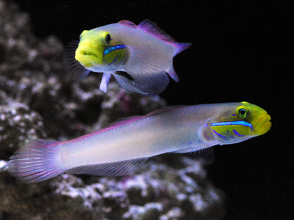 Goby Gold Head Sleeper