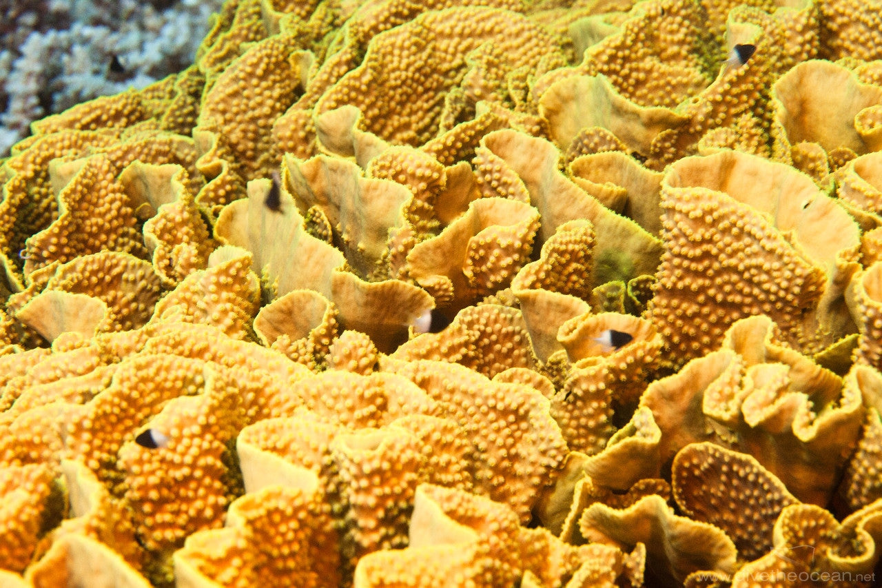 Pagoda Cup Corals (Turbinaria sp.)