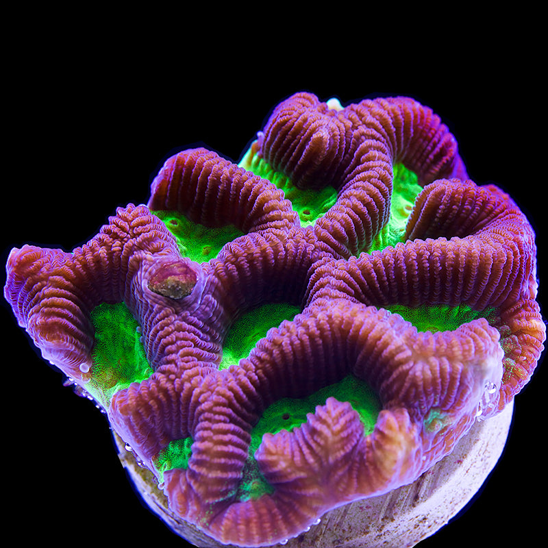 Stinging Corals (Leptastrea/Hydnophora/Platygyra/Galaxia/Bernardopora Sp.)