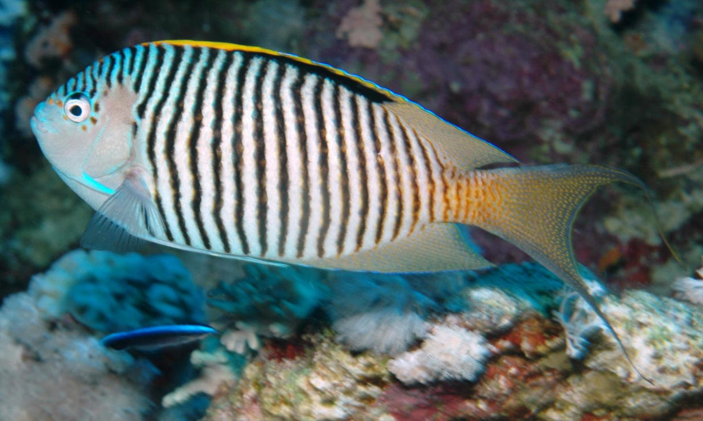 Angelfish Zebra *Reef Safe* (Genicanthus melanospilos) - Male