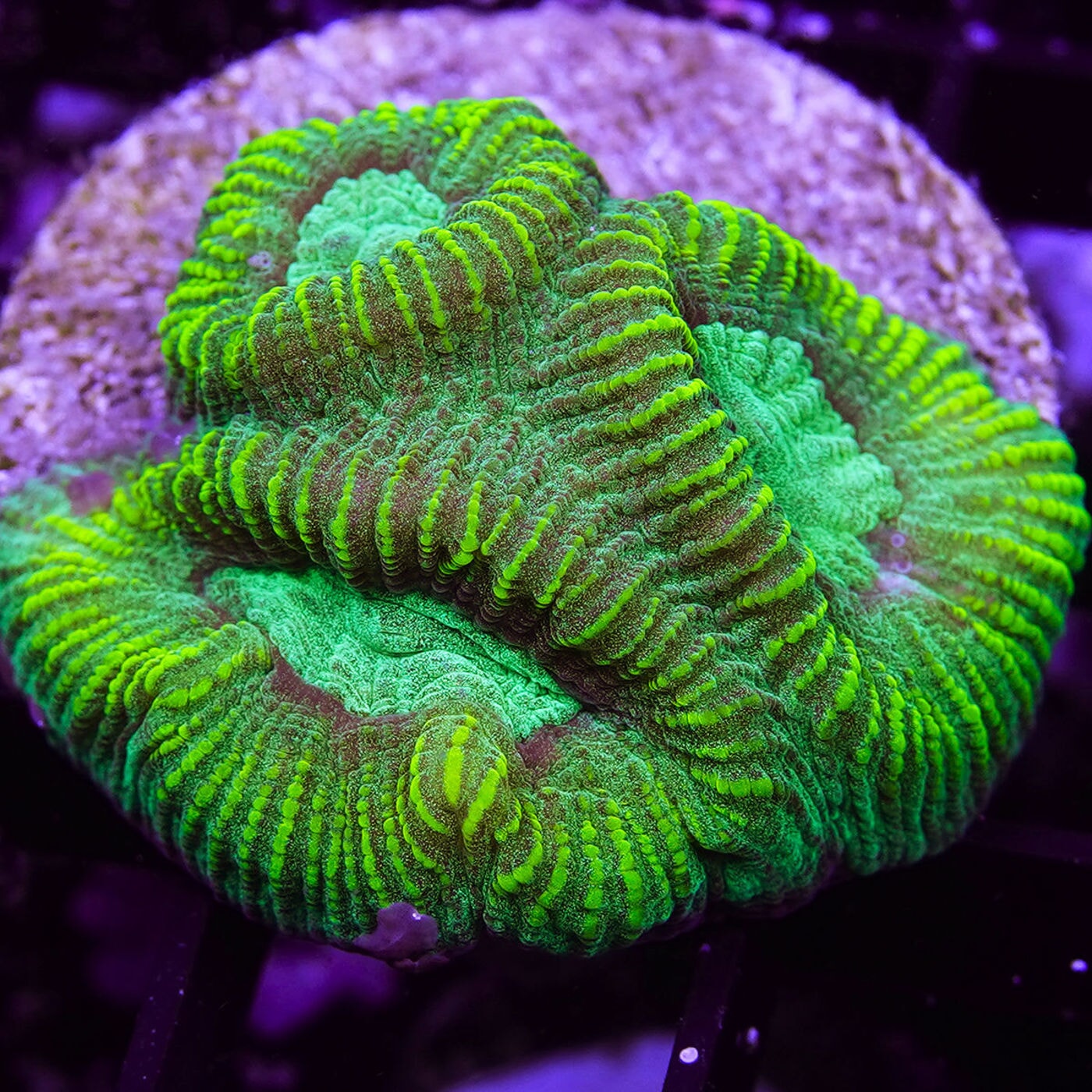 Aquacultured Coral Frags
