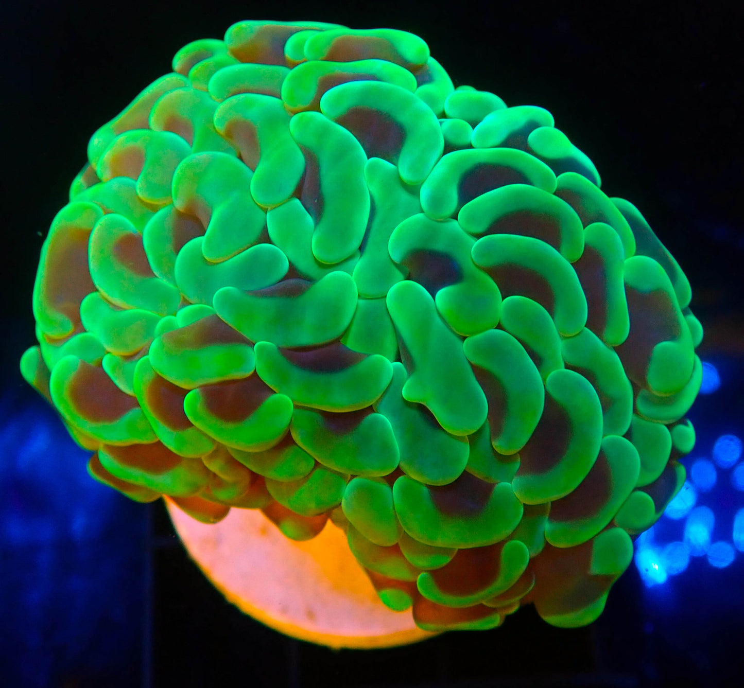 Euphyllia/Fimbriaphyllia POLYPS (Hammer, Torch, Frogspawn sp.)