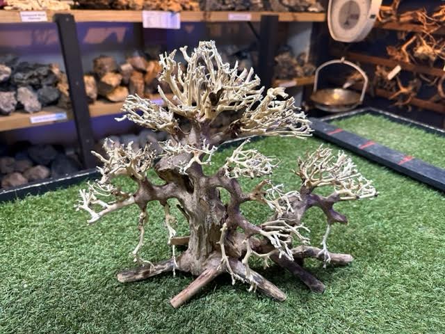 Bonsai Driftwood