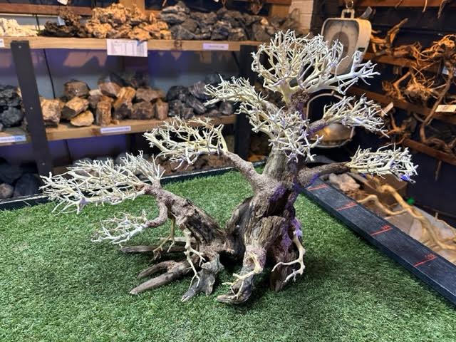 Bonsai Driftwood