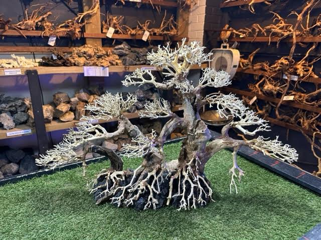 Bonsai Driftwood