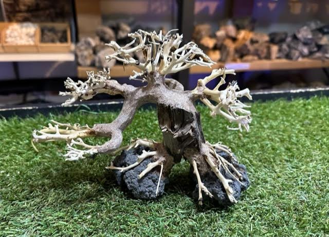 Bonsai Driftwood