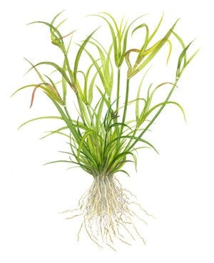 Juncus repens