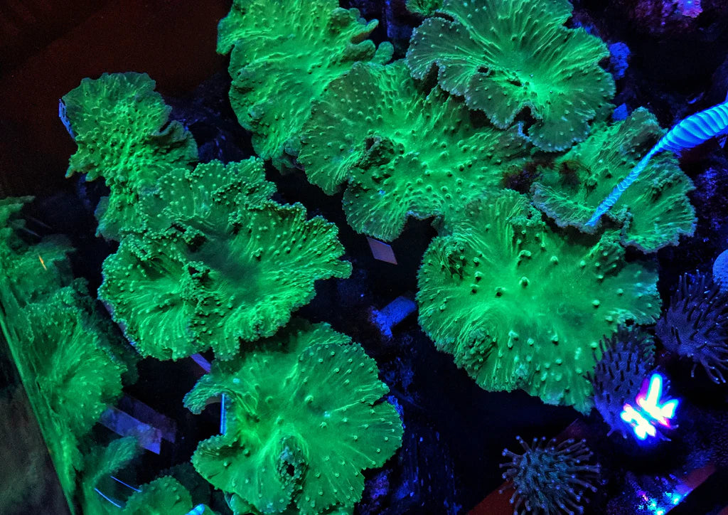 Finger Leather Corals (Sinularia/Cladiella Sp.)