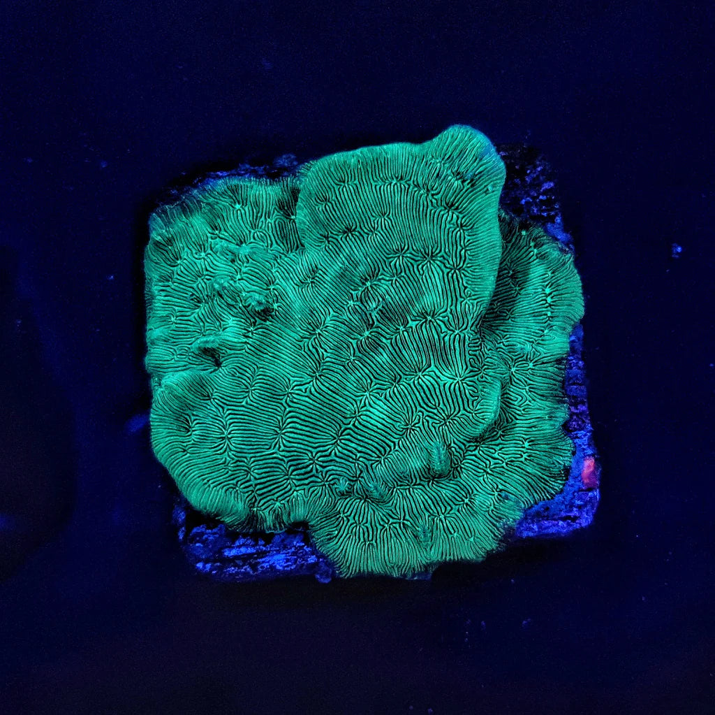 Aquacultured Coral Frags