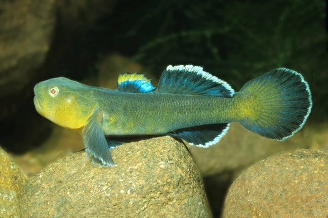 Goby - Desert (Chlamydogobius eremius)