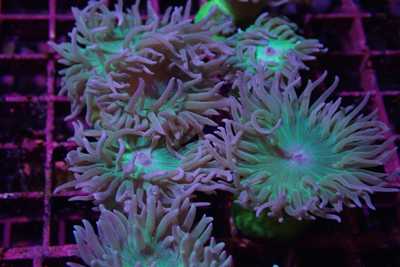 Aquacultured Coral Frags