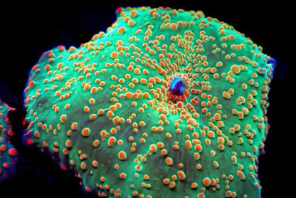 Mushroom Coral Morphs (Discosoma/Rhodactis/Ricordea sp.)