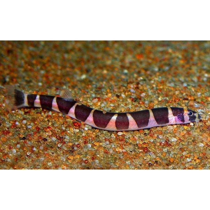 Loach - Striped Kuhli (Pangio kuhlii)