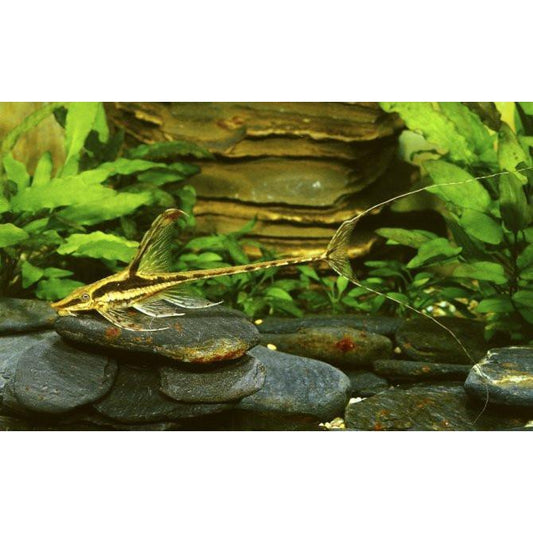 Catfish - Royal Whiptail (Sturisoma panamense)
