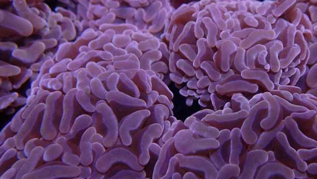 Euphyllia/Fimbriaphyllia POLYPS (Hammer, Torch, Frogspawn sp.)
