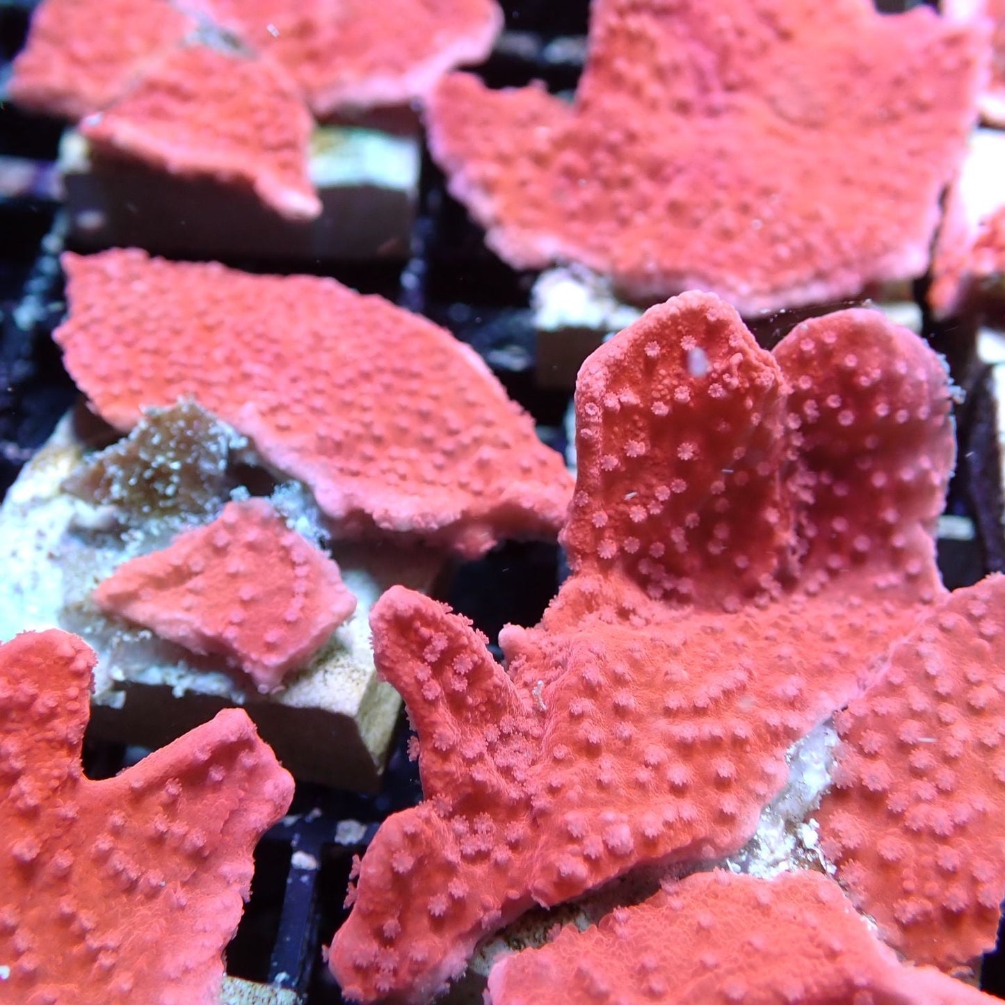 Aquacultured Coral Frags