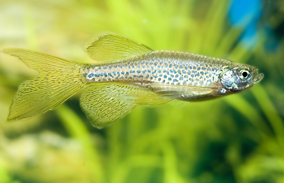 Danio - Leopard (Danio rerio) - Various