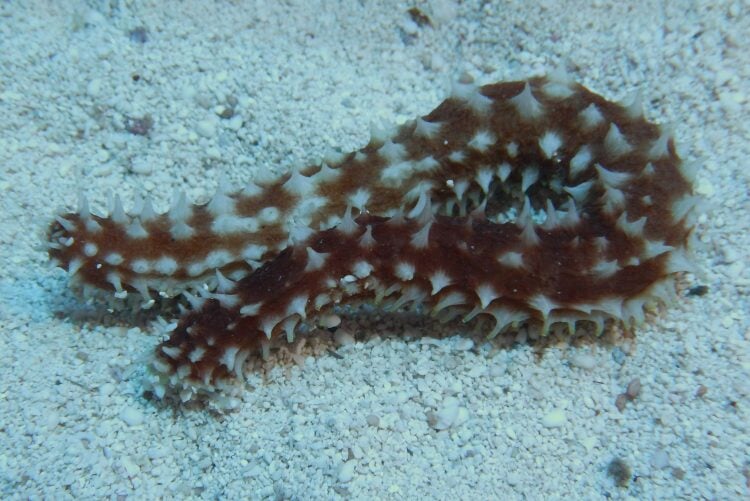 Sea Cucumbers/Slugs