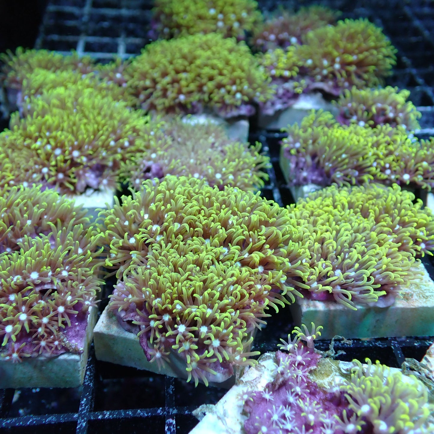 Aquacultured Coral Frags