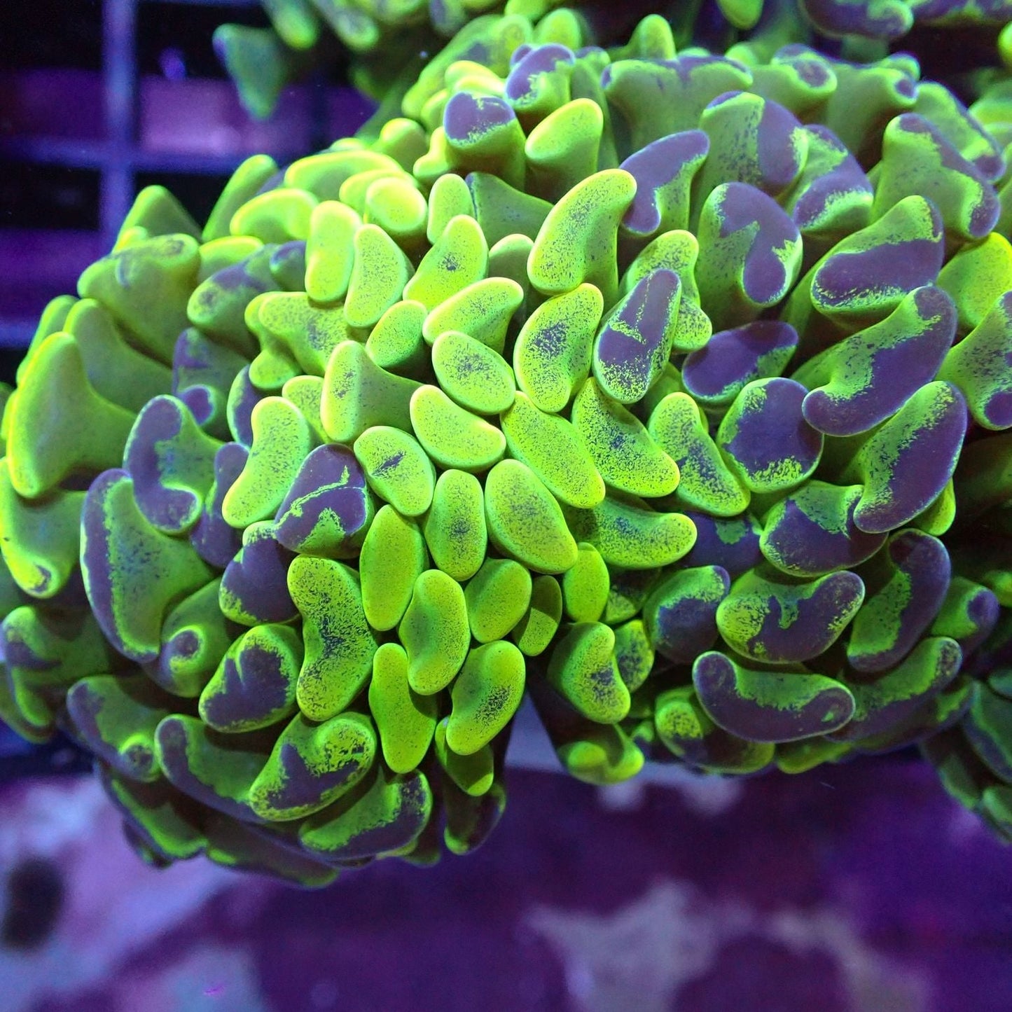 Euphyllia/Fimbriaphyllia POLYPS (Hammer, Torch, Frogspawn sp.)