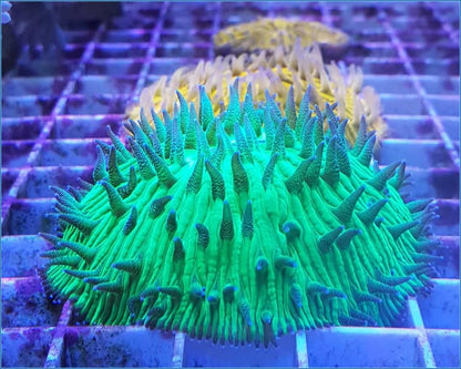 Disk Corals (Fungia/Heliofungia/Herpolitha sp.)