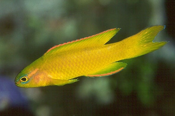 Assessor - Yellow (Assessor flavissimus)