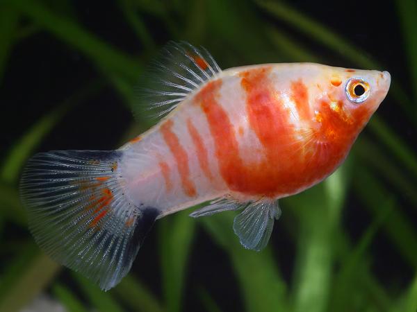 Platy Red Tiger