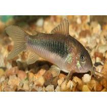 Corydora - Bronze (Corydoras aeneus)