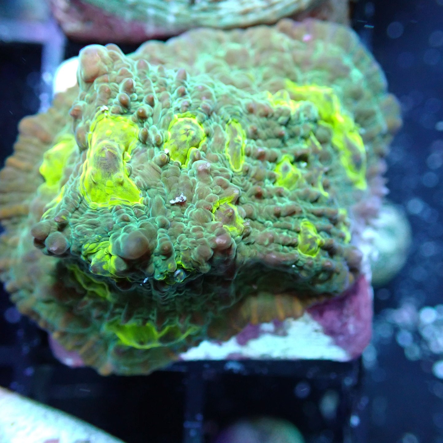 Aquacultured Coral Frags