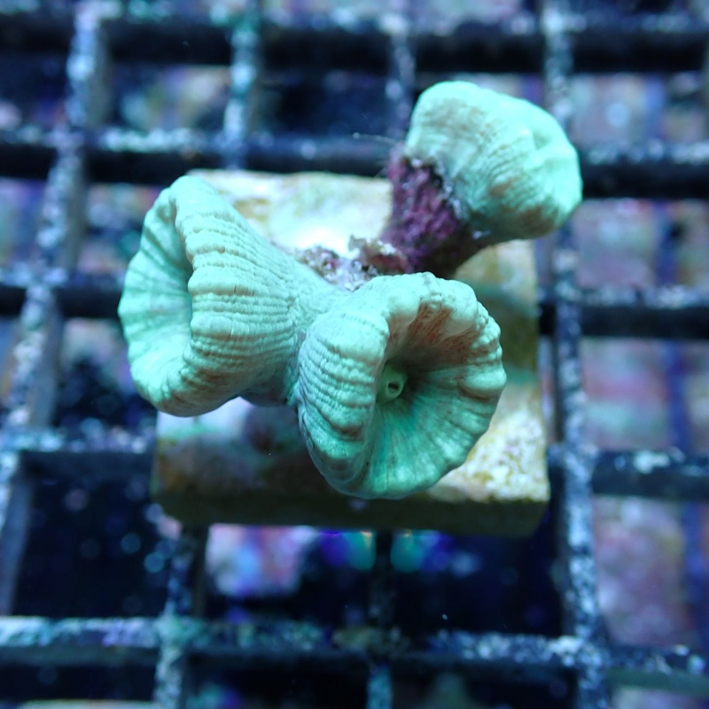 Aquacultured Coral Frags