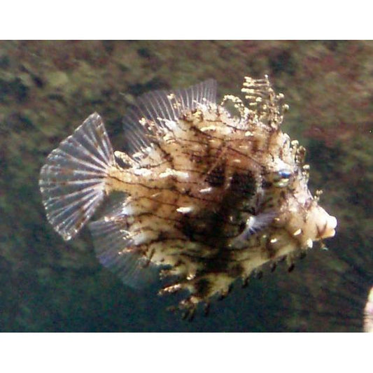 Filefish - Leafy