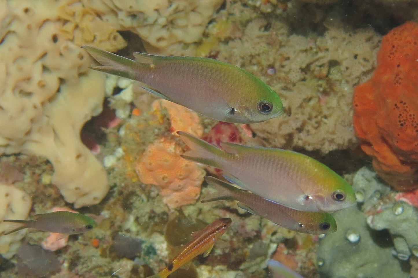 Chromis - Cherry (Chromis westaustralis)