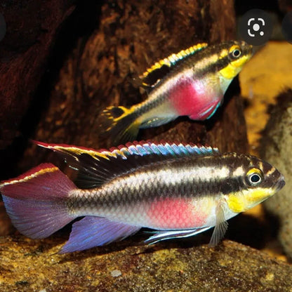 Cichlid-  Kribensis (Pelvicachromis pulcher)