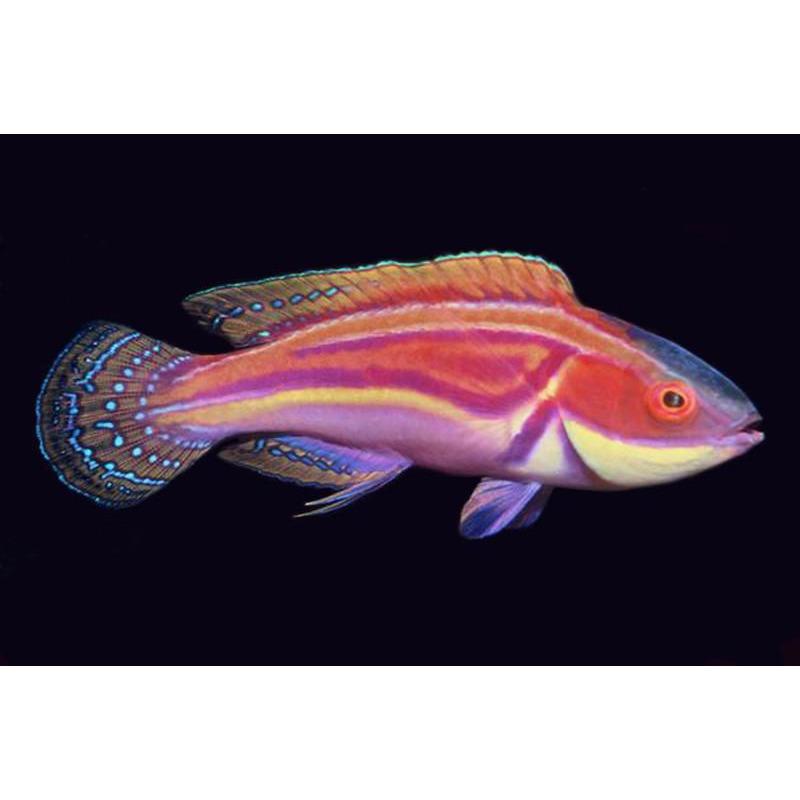 Wrasse - Magenta Fairy (Cirrhilabrus laboutei)