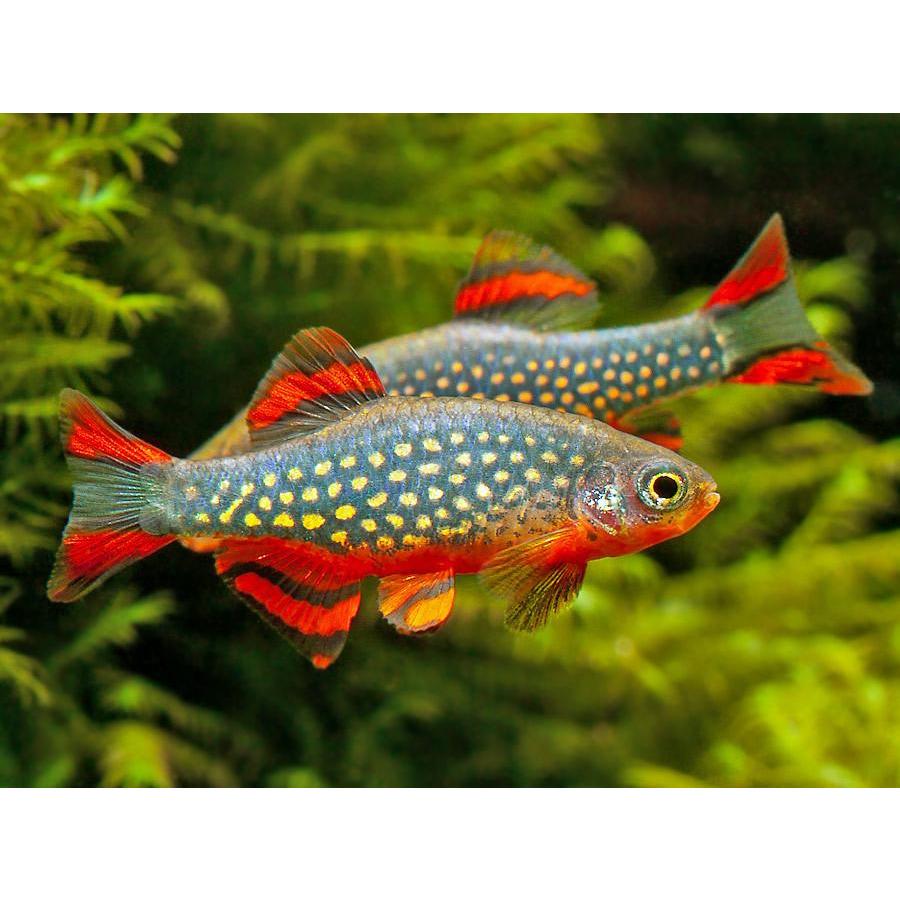 Danio - Celestial Pearl/Galaxy Rasbora (Celestichthys margaritatus) CPD